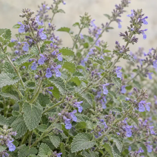 Nepeta × faassenii 'Walker's Low' (Pot Size 13cm) Catmint