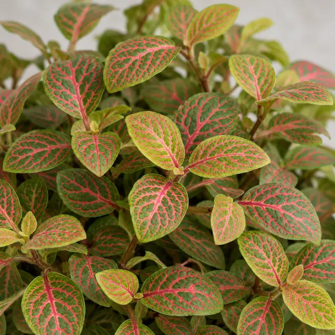 Fittonia albivenis 'Skeleton' (Pot Size 8.5cm) Skeleton Nerve Plant