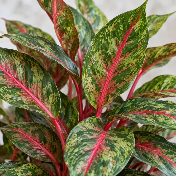 Aglaonema 'Lychee Red' (Pot Size 12cm) Chinese Evergreen