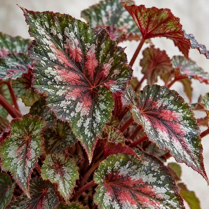 Begonia rex 'Beleaf Maui Sunset' (Pot Size 9cm)