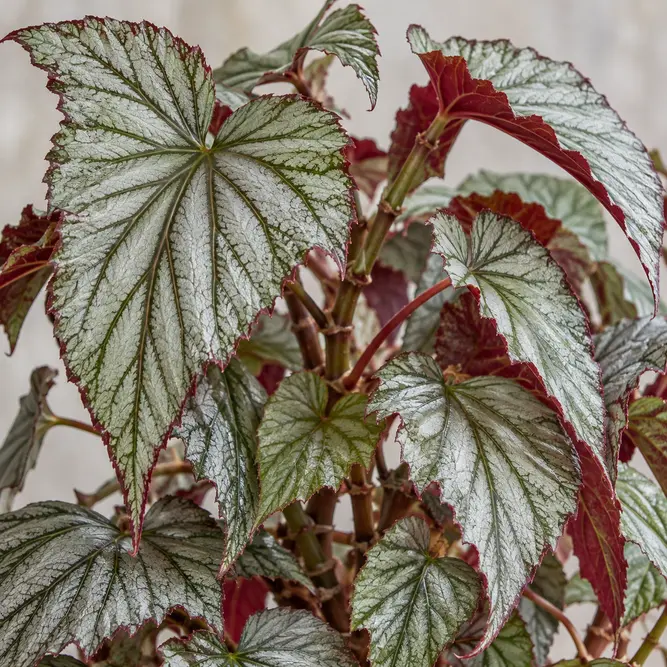 Begonia 'Looking Glass' (Pot Size 14cm) Looking Glass Begonia