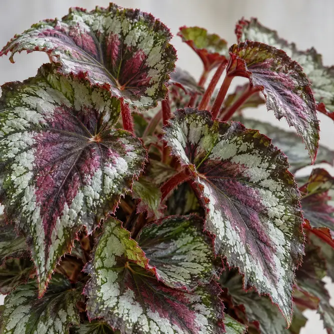 Begonia x rex-cultorum (Pot Size 6cm) Rex Begonia