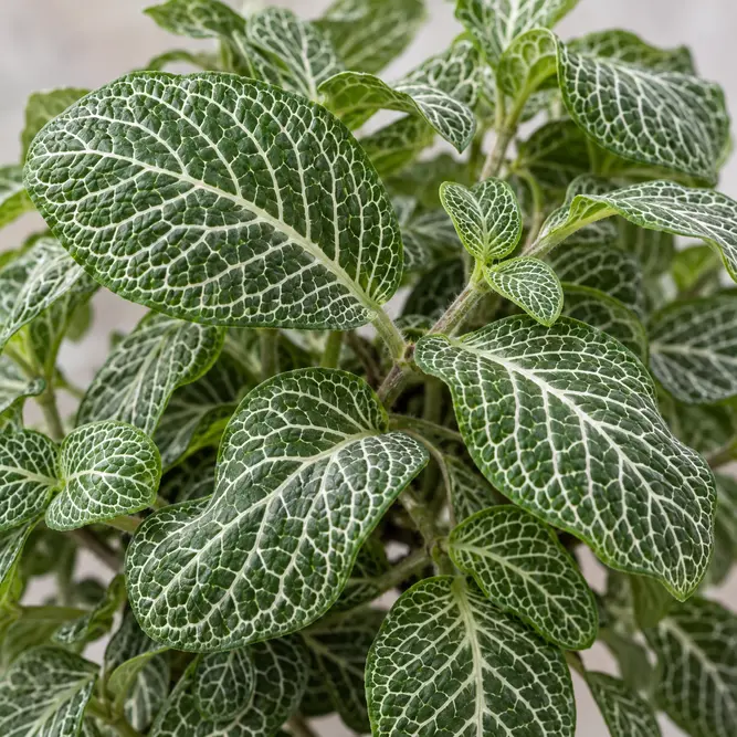 Fittonia albivenis Verschaffeltii Group 'Big Leaf' (Pot Size 8.5cm) Nerve Plant