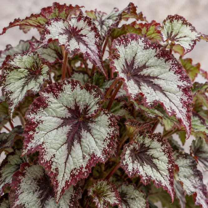 Begonia Beleaf (Pot Size 13cm) Beleaf Begonia