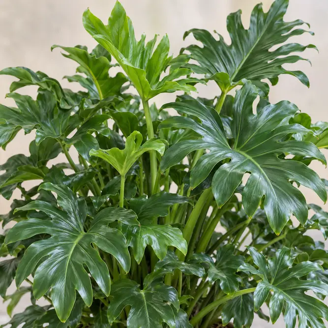 Philodendron Little Hope (Pot Size 17cm) Little Hope Philodendron