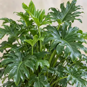 Philodendron Little Hope - Little Hope Philodendron