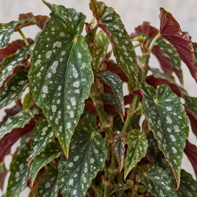 Begonia maculata 'Bubbles' (Pot Size 12cm) Polka Dot Begonia