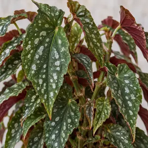 Begonia maculata 'Bubbles' - Polka Dot Begonia