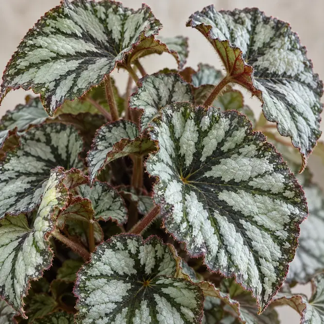 Begonia x 'Silver Jewel' (Pot Size 15cm)