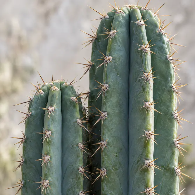 Cereus jamacaru (Pot Size 12cm) Cuddly Cactus