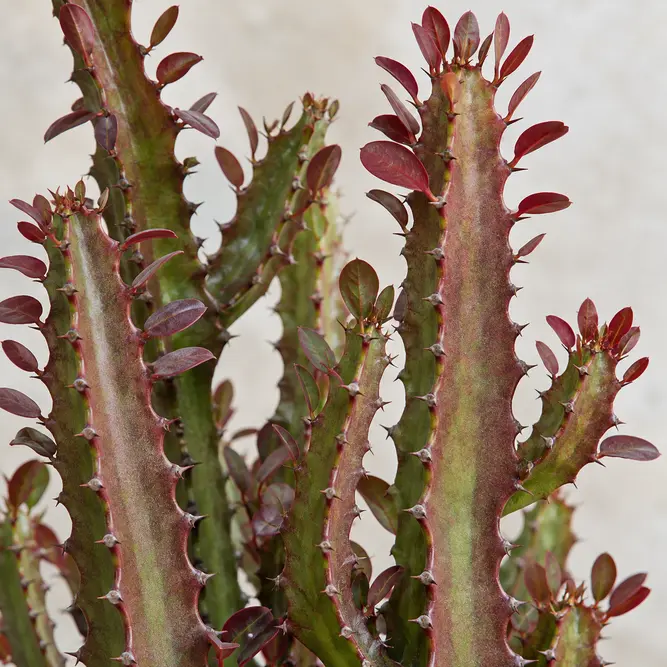 Euphorbia trigona f. rubra (Pot Size 17cm) Red-leaved African milk tree