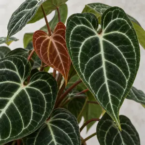 Anthurium crystallinum hybrid 'Red Crystal' - Red Crystal Anthurium