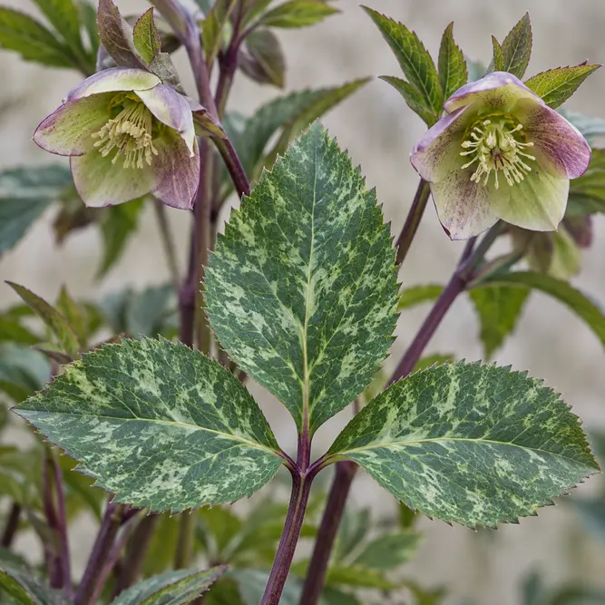 Helleborus lividus 'Purple Ear' (Pot Size 9cm) Majorcan hellebore