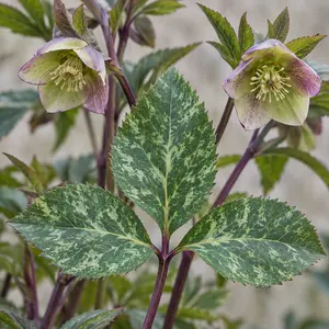 Helleborus lividus 'Purple Ear' - Majorcan hellebore