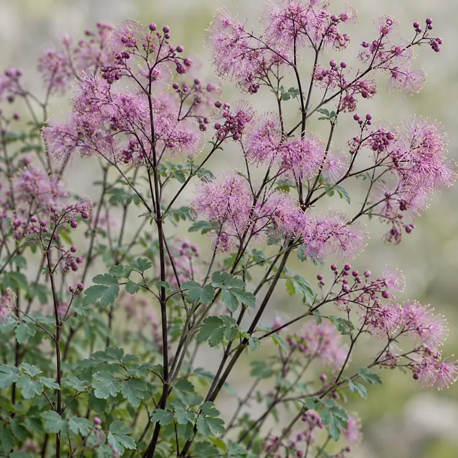Thalictrum aquilegifolium 'Black Stockings' (Pot Size 17cm) Meadow rue