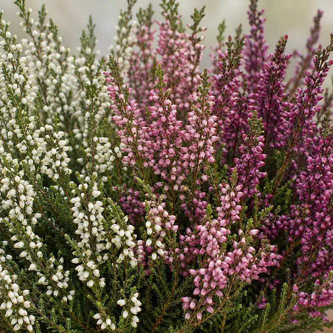 Calluna vulgaris 'Beauty Ladies® Trio' (Pot Size 17cm) Heather