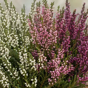 Calluna vulgaris 'Beauty Ladies® Trio' - Heather
