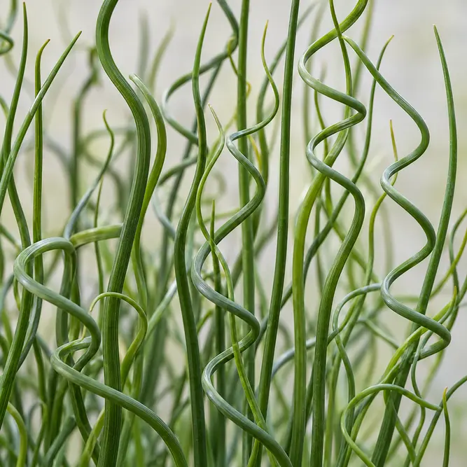 Juncus effusus 'Spiralis' (Pot Size 11cm) Corkscrew Rush
