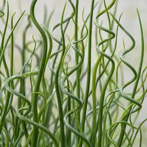 Juncus effusus 'Spiralis' - Corkscrew Rush