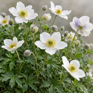 Anemone × hybrida 'Elfin Swan' - Elfin Swan Windflower