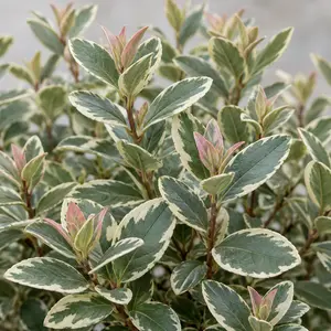 Hebe × franciscana 'Variegata' - Variegated Franciscan Hebe