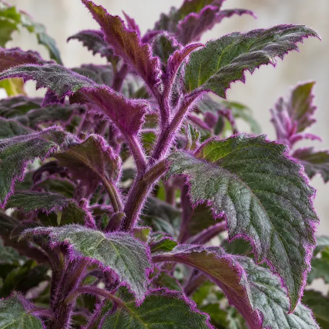 Gynura aurantiaca (Pot Size 7cm) Purple Velvet Plant