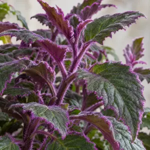 Gynura aurantiaca - Purple Velvet Plant