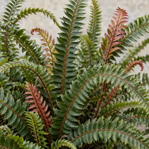 Doodia media - Raspberry Fern
