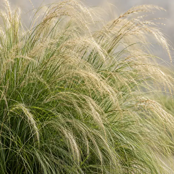 Stipa tenuissima (Pot Size 10.5cm) Pony Tails