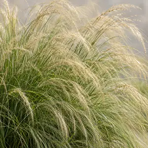Stipa tenuissima - Pony Tails