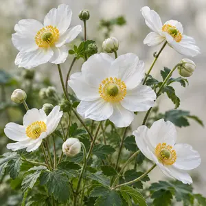 Anemone coronaria White - Poppy Anemone