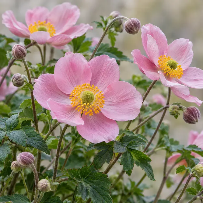Anemone coronaria Pink (Pot Size 19cm) Poppy anemone