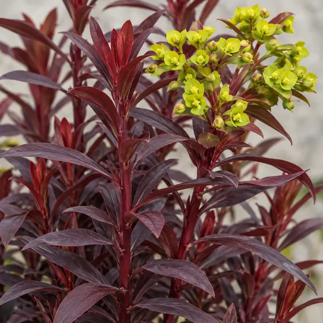 Euphorbia 'Miners Merlot' (Pot Size 2L) Spurge