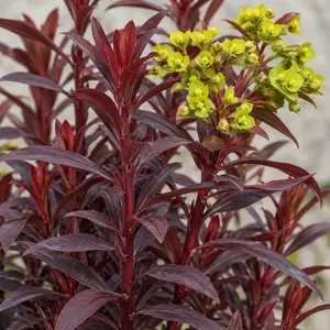 Euphorbia 'Miners Merlot' - Spurge