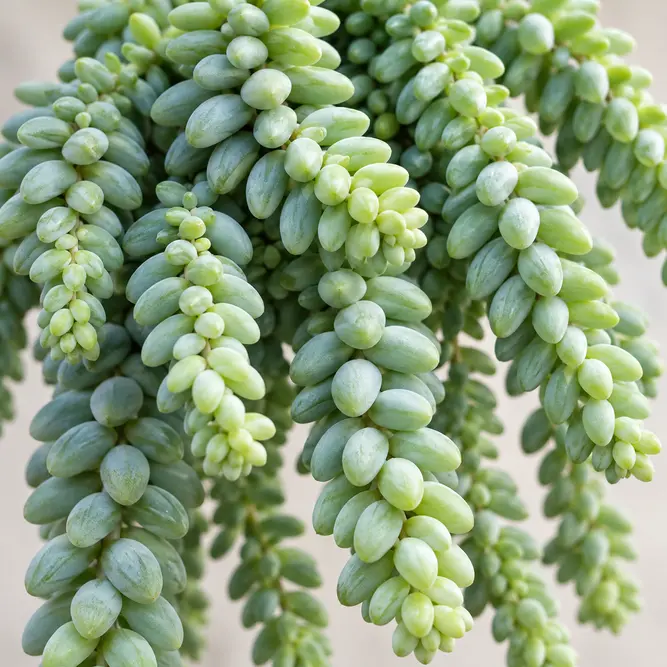 Sedum morganianum 'Burrito' (Pot Size 12cm) Burro's Tail