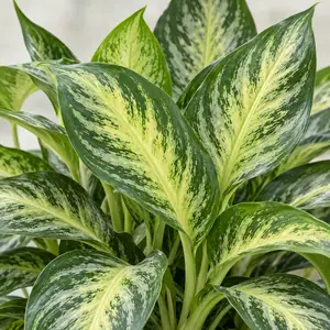 Aglaonema commutatum 'Lemon Mint' - Chinese Evergreen