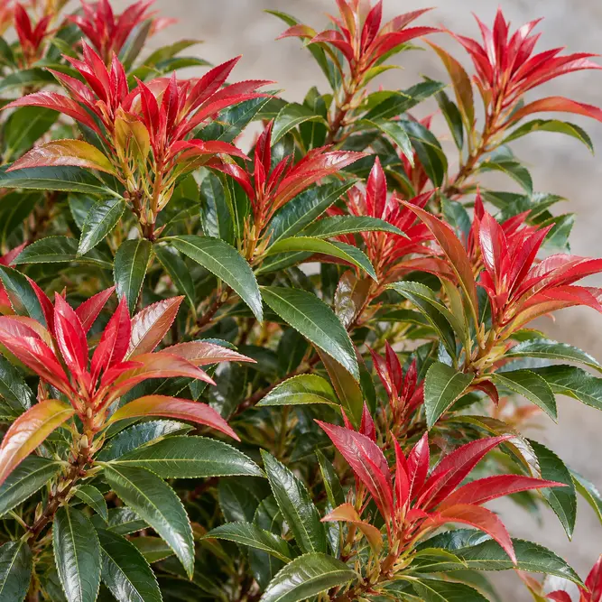 Pieris japonica 'Glowing Hearts' (Pot Size 2L) Lily-of-the-Valley Shrub