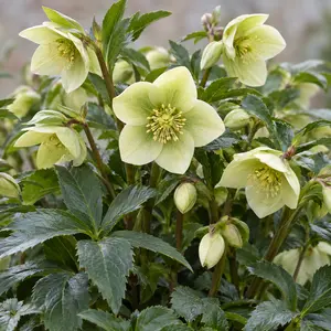 Helleborus × nigercors 'HGC Ice Breaker Max' - Christmas Rose