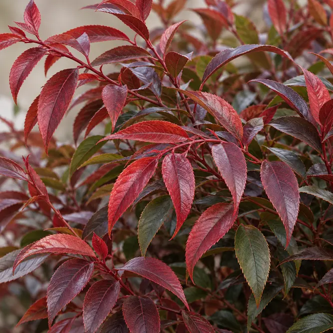Leucothoe keiskei 'Burning Love' (Pot Size 3L) Switch Ivy