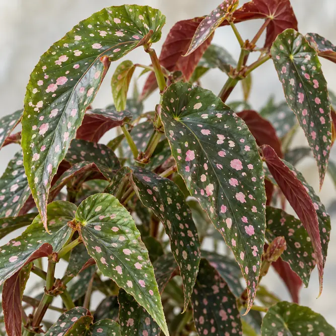 Begonia maculata 'Pink Dottie' (Pot Size 8cm) Polka Dot Begonia, Spotted Begonia