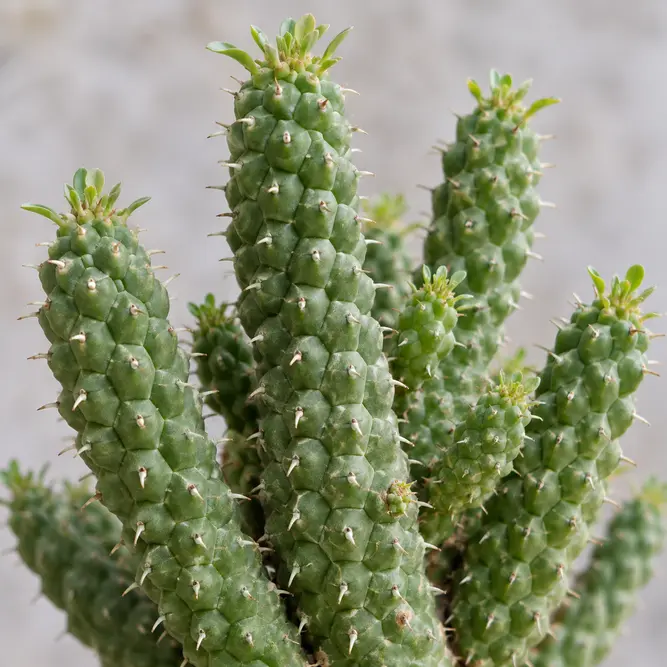 Euphorbia mammillaris (Pot Size 15cm) Indian Corn Cob