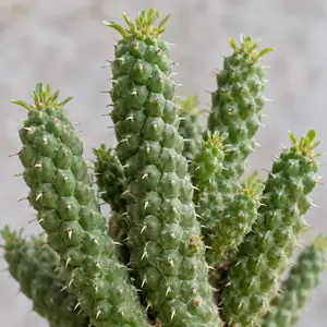 Euphorbia mammillaris - Indian Corn Cob