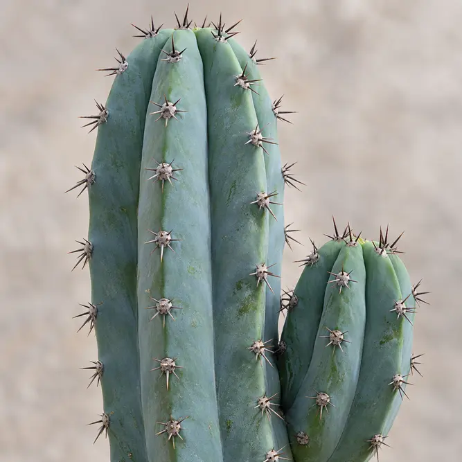 Myrtillocactus geometrizans (Pot Size 10.5cm) Blue Myrtle Cactus