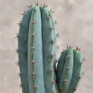 Myrtillocactus geometrizans - Blue Myrtle Cactus