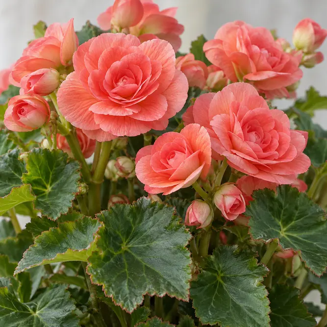 Begonia × hiemalis Rieger Group (Pot Size 17cm) Rieger Begonia