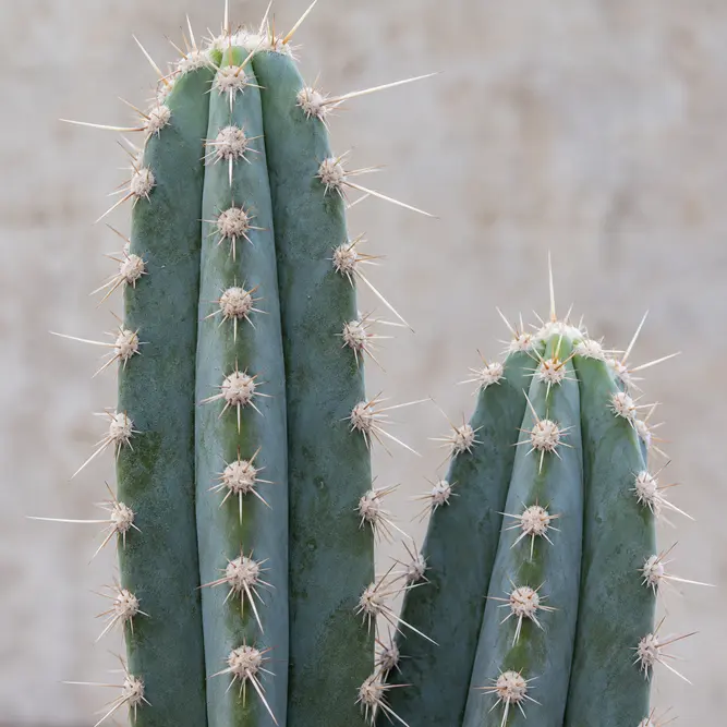 Isolatocereus dumortieri (Pot Size 20cm) Candelabra cactus