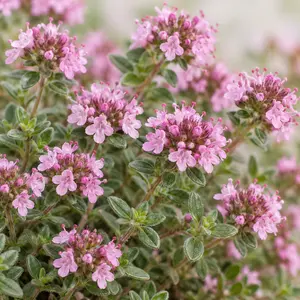 Thymus serpyllum 'Pink Chintz' - Creeping Thyme 'Pink Chintz'
