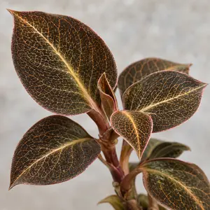 Anoectochilus chapaensis - Golden Jewel Orchid