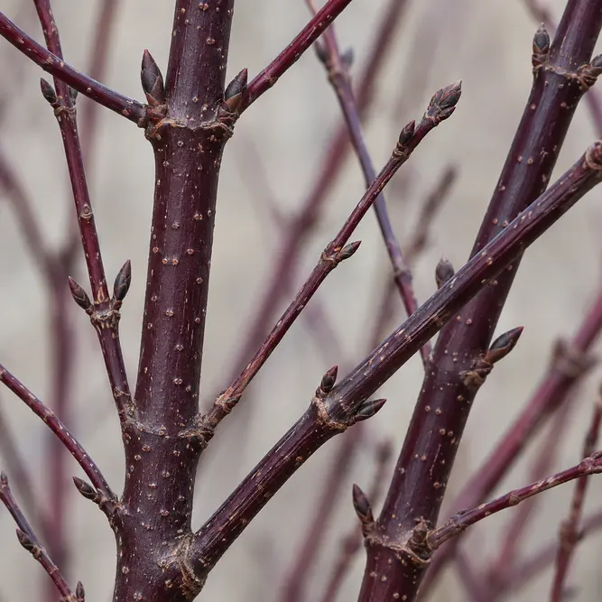 Cornus alba 'Kesselringii' (Pot Size 2L) Purple-twig Dogwood