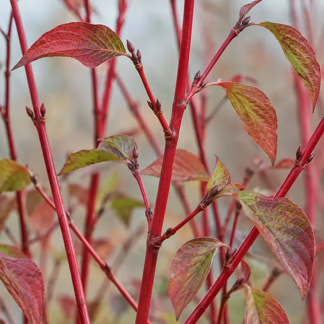 Cornus alba 'Sibirica' (Pot Size 2L) Siberian Dogwood
